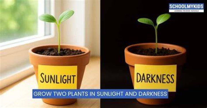 Does darkness help plants grow?