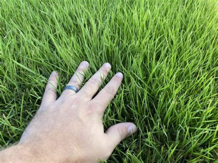 Does grass really scream?