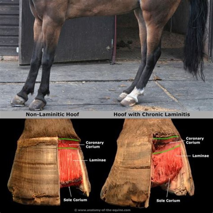 Does my horse have laminitis or abscess?