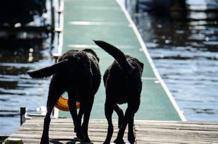 Does tail docking hurt puppies?