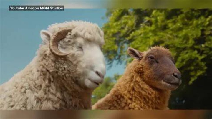 Does UGG murder sheep?
