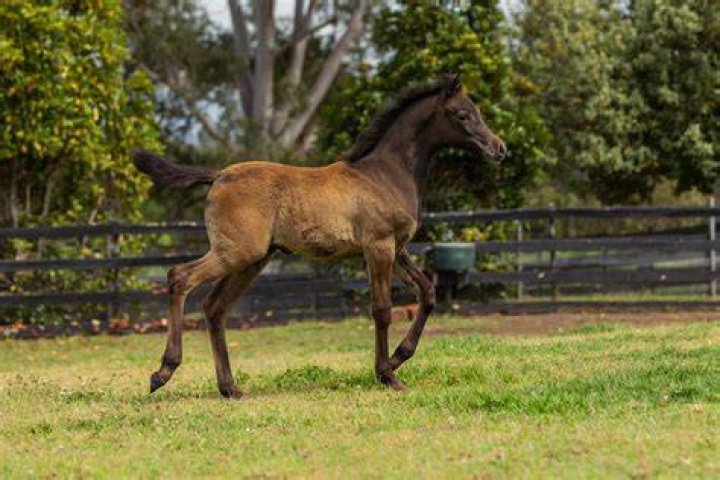 Does Valegro have any foals?
