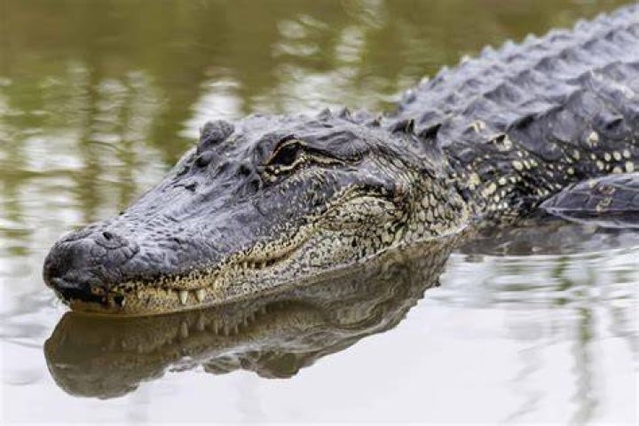 Has Florida Gators beat Alabama?