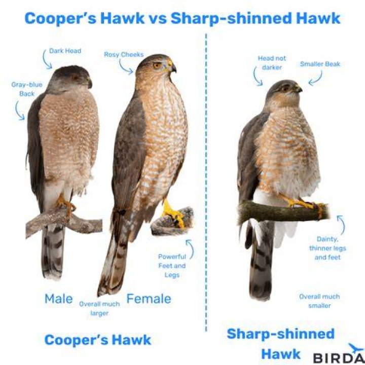 How big of a cat can a hawk pick up?