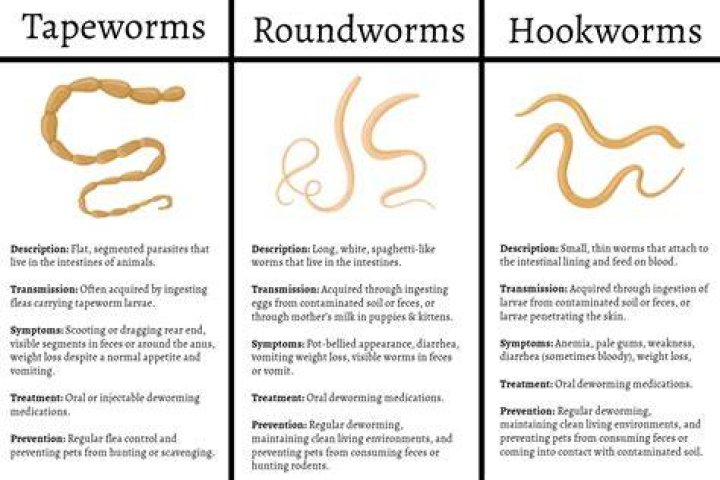 How common are roundworms in humans?