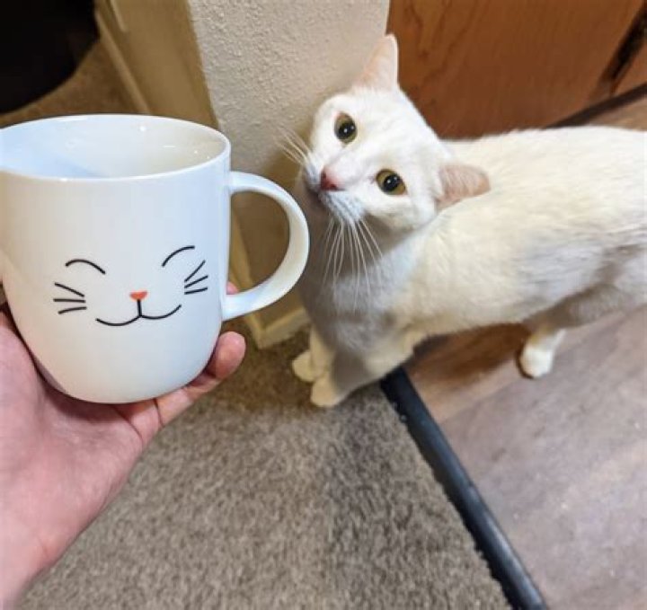 How do I know if my cat loves me?