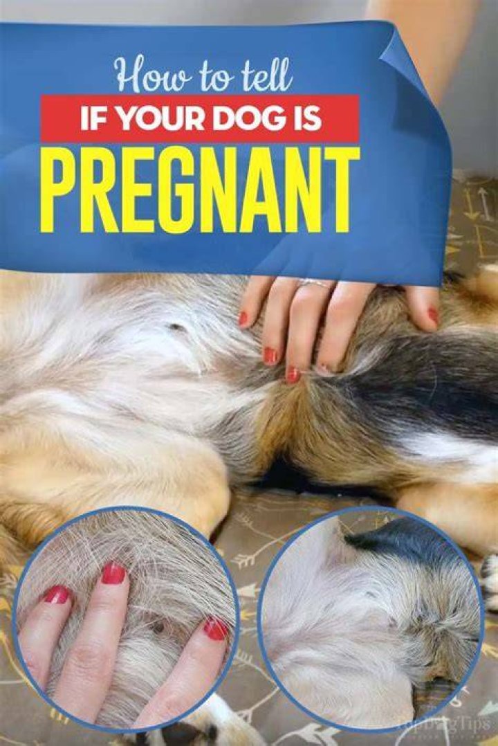How do I know if my dog is pregnant?