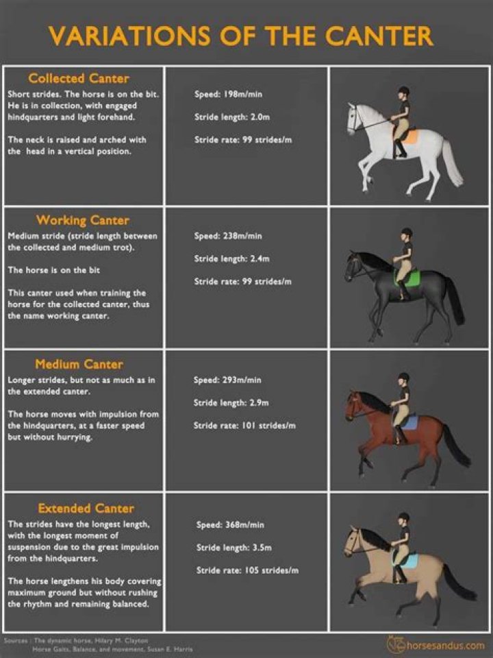 How do I signal my horse to canter?