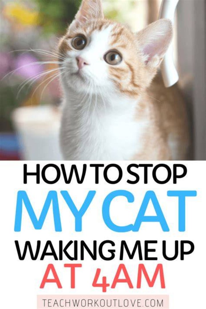 How do I stop my cat from waking me up at 4am?