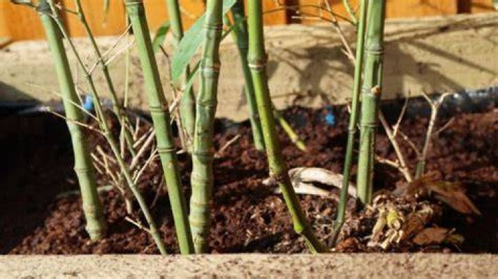 How do I stop my neighbors bamboo from invading my garden?