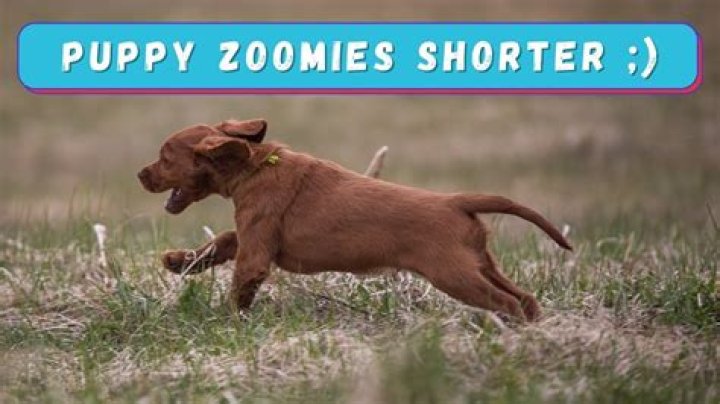 How do I stop my puppy from Zoomies?