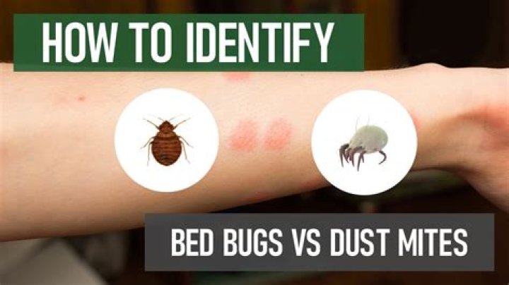 How do u know if u have dust mites?