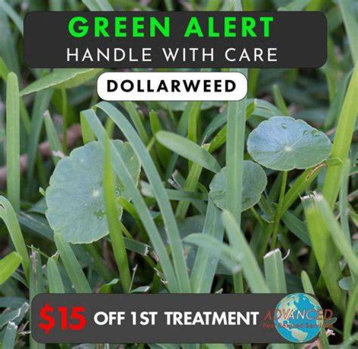 How do you care for Dollarweed?