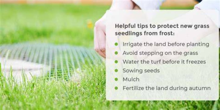 How do you cover grass seed after planting?