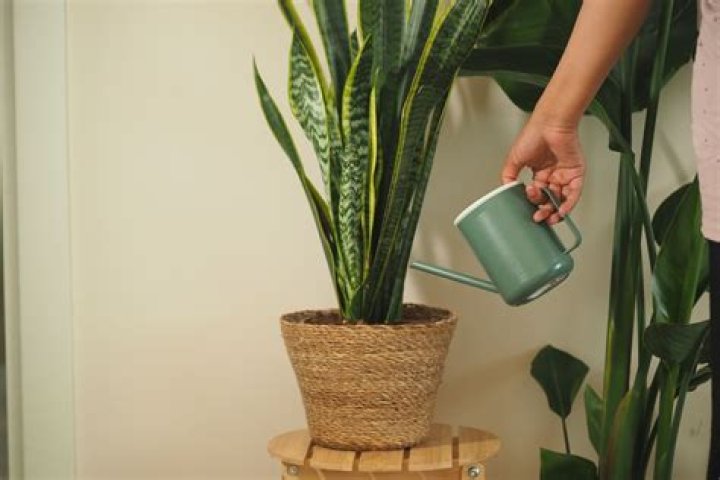 How do you disinfect plant soil?