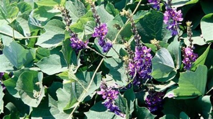 How do you identify a kudzu vine?