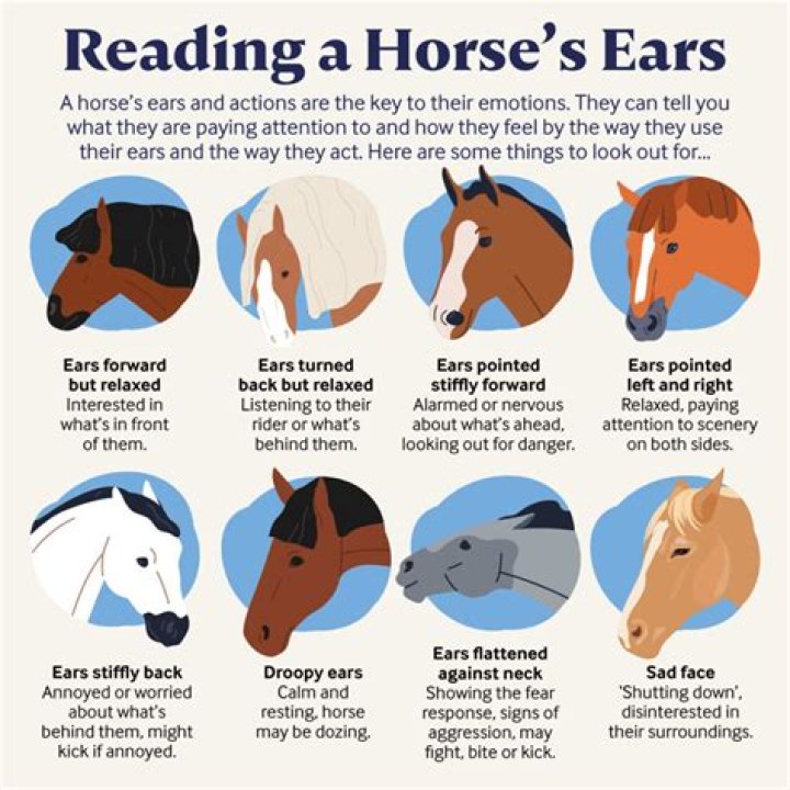 How do you know if a horse is happy?
