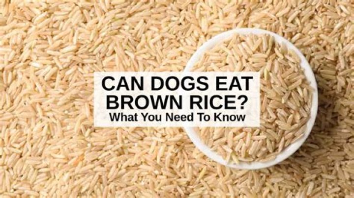 How do you make brown rice for dogs?