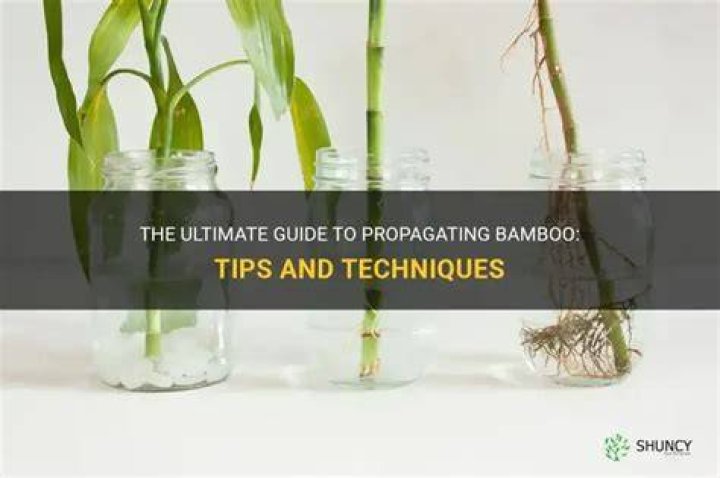How do you propagate bamboo?