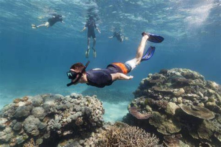 How do you snorkel duck dive?