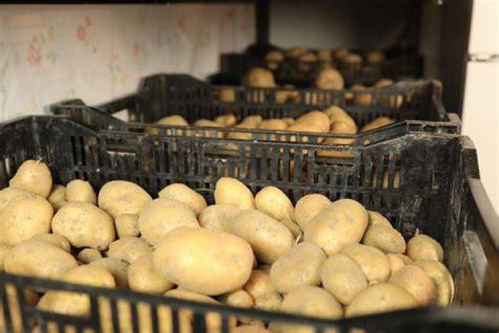 How do you store damper dough?