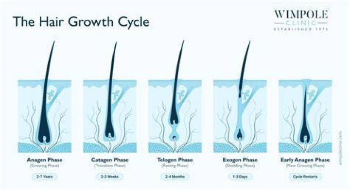 How fast can your bum grow?