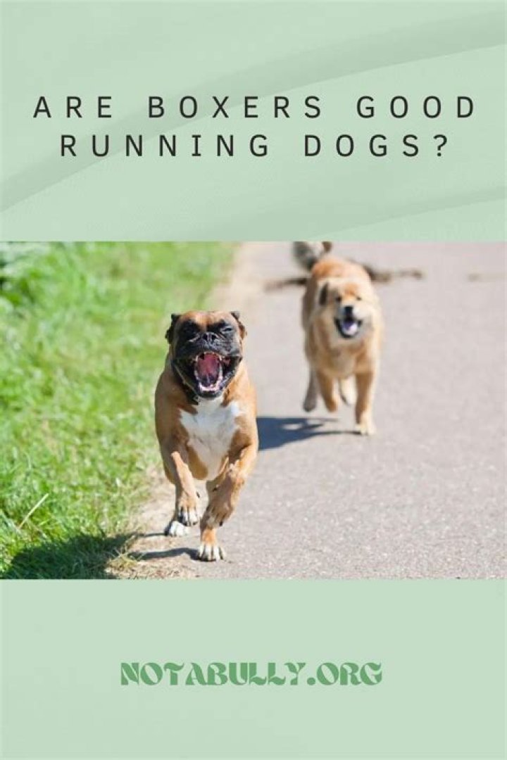 How fast do boxers run?