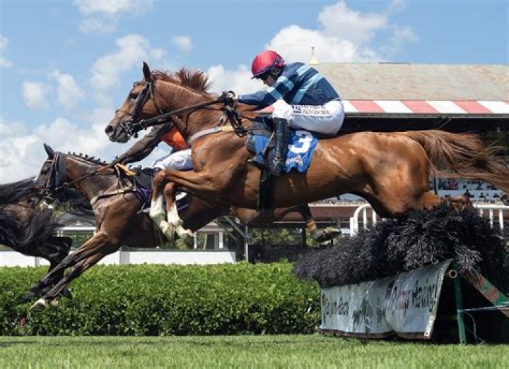 How high are steeplechase jumps horse?