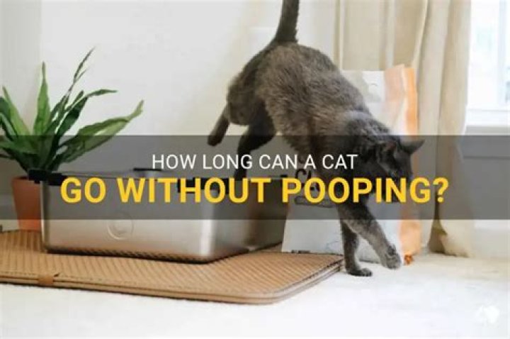 How long can cat go without pooping?