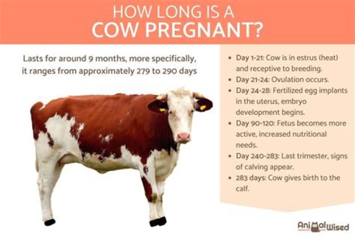 How long is a cow pregnant?
