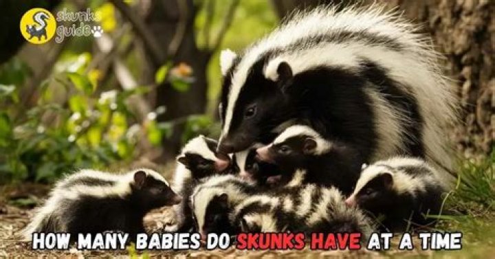 How many babies do a skunk have?