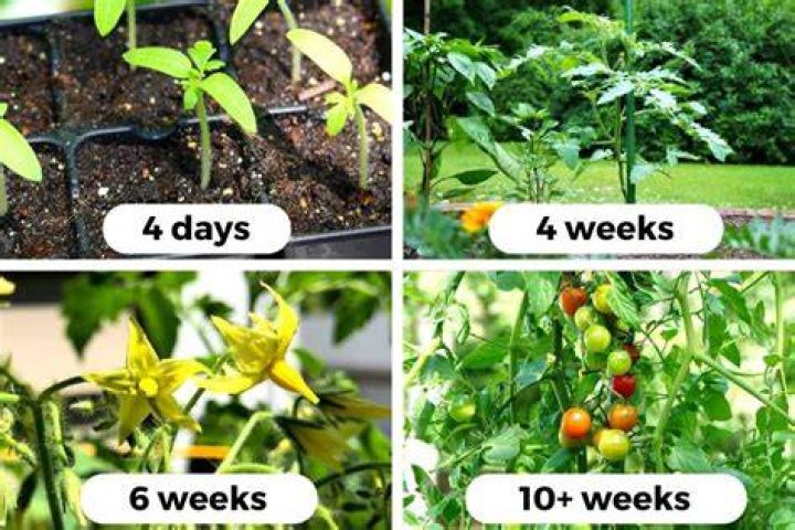 How many stakes does a tomato plant need?