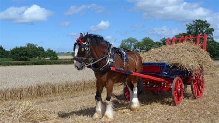 How much can a Shire horse pull?