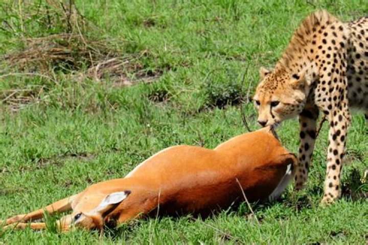 How much do cheetahs eat in captivity?