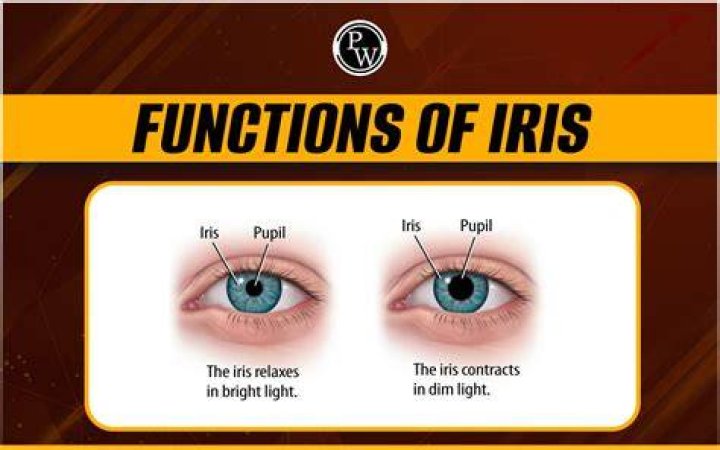 How much is the iris pack?