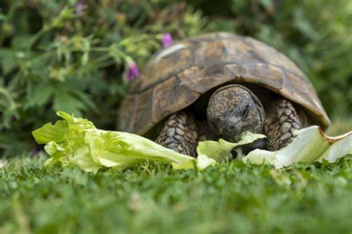 How often do baby tortoises eat?
