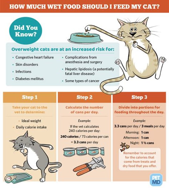 How often should I feed my cat?