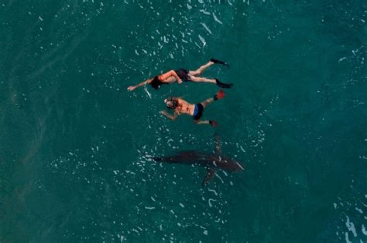 How sharks are hurt?