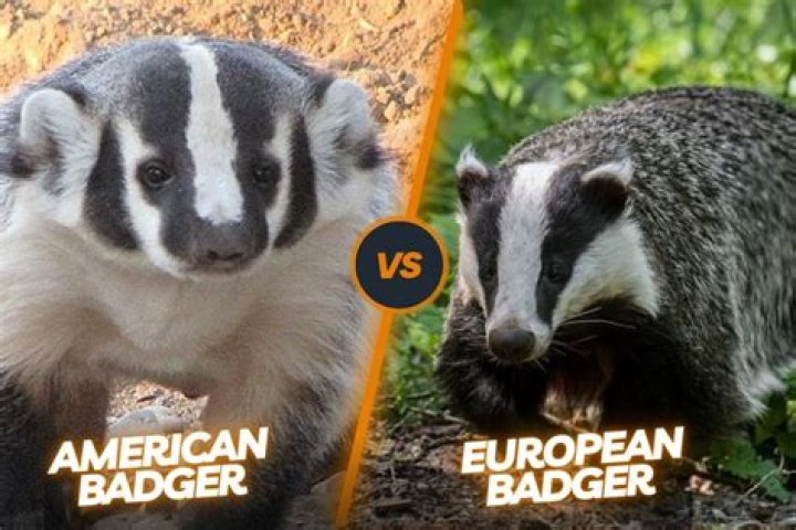 How smart are badgers?