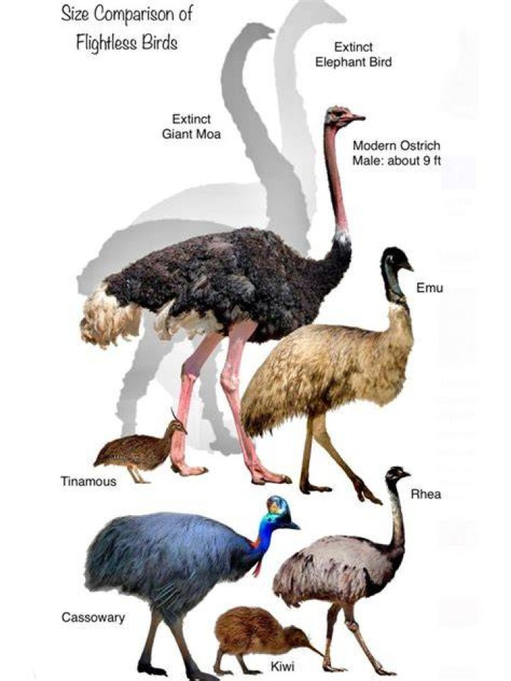 Is a flightless bird which can run as fast as ostrich?