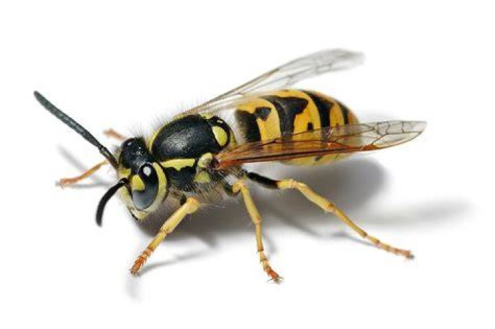 Is a yellow jacket a wasp or a hornet?
