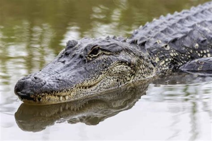 Is alligator a slang?