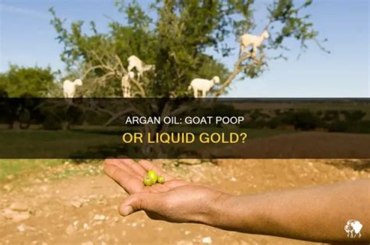 Is argan oil made from goat poop?