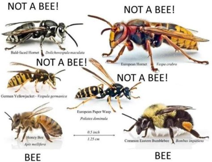 Is hornet a bee?