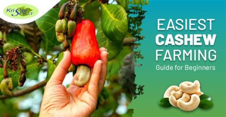 Is it OK to eat cashews before bed?
