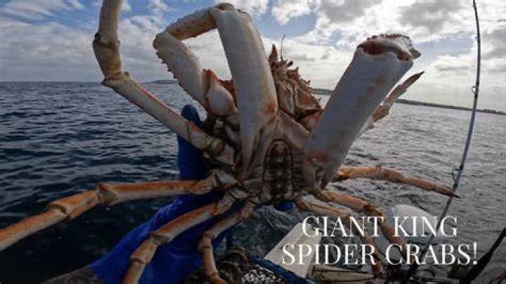 Is king crab the same as spider crab?