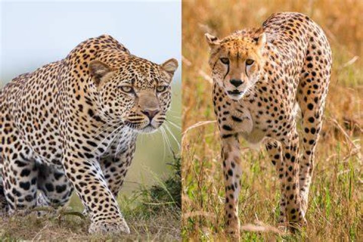 Is panther and leopard same?