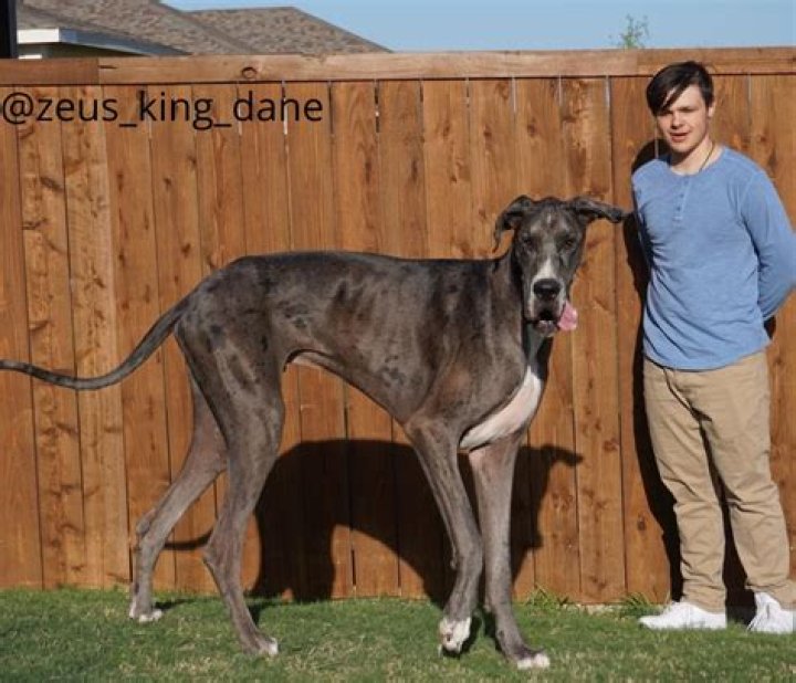 Is Zeus the Great Dane still alive?
