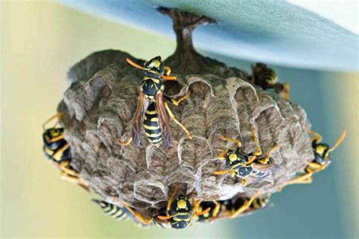 Should I leave a wasp nest alone?