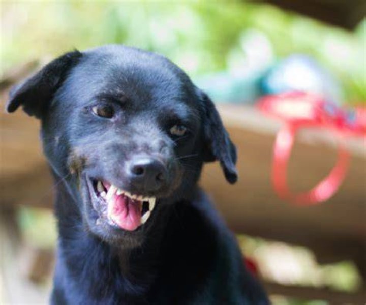 Should I punish my dog for growling at me?